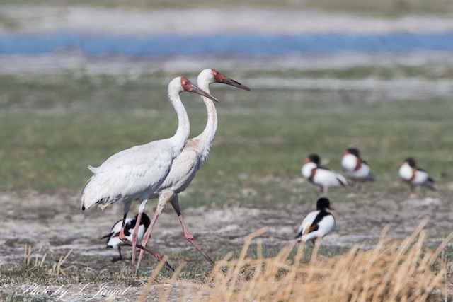 Цагаан тогоруу (Leucogeranus leucogeranus)